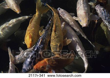fish, swim, sea, animals, school, swimming View Large Photo Image Stock Image - fish, swim, sea, animals, school, swimming. Fotosearch