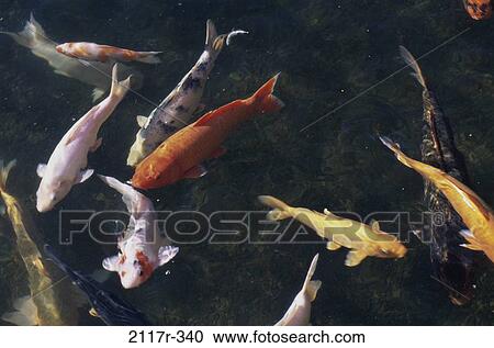 fish, swim, sea, animals, swimming, ornamental View Large Photo Image Stock Image - fish, swim, sea, animals, swimming, ornamental. Fotosearch