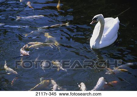 fish, swim, swan, graceful, bird, swimming View Large Photo Image Stock Photography - fish, swim, swan, graceful, bird, swimming. Fotosearch