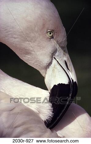 Flamingo View Large Photo Image Stock Photo - Flamingo. Fotosearch