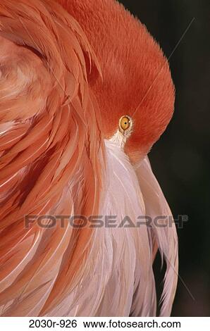 Flamingo View Large Photo Image Stock Photograph - Flamingo. Fotosearch