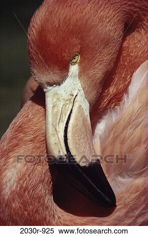 Flamingo View Large Photo Image Stock Photography - Flamingo. Fotosearch