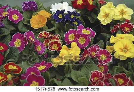 Stock Photo - , flowers, bright, nature, blooming. Fotosearch