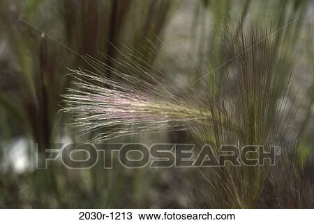 Stock Image - Foxtail Grass. Fotosearch