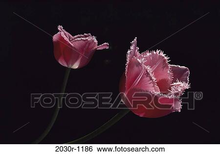 Fringed Tulips View Large Photo Image Stock Photograph - Fringed Tulips. Fotosearch