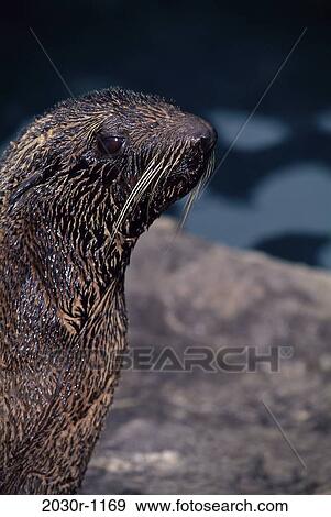 Stock Photo - Fur Seal. Fotosearch