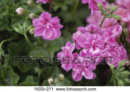 Geraniums View Large Photo Image Stock Image - Geraniums. Fotosearch