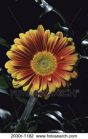Gerber Daisy View Large Photo Image Stock Image - Gerber Daisy. Fotosearch