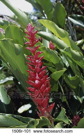 Ginger Lily View Large Photo Image Stock Image - Ginger Lily. Fotosearch