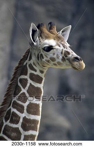 Giraffe View Large Photo Image Stock Photo - Giraffe. Fotosearch