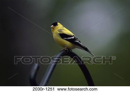Goldfinch View Large Photo Image Stock Image - Goldfinch. Fotosearch