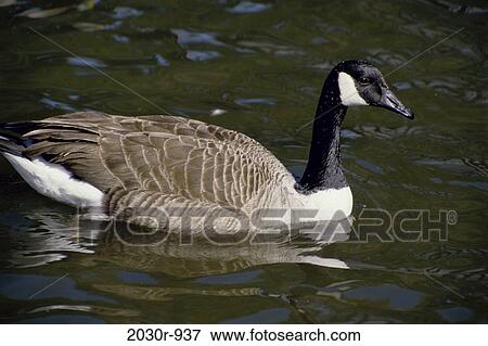 Goose View Large Photo Image Stock Photo - Goose. Fotosearch