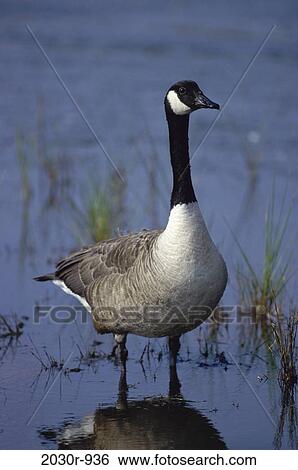 Goose View Large Photo Image Stock Photograph - Goose. Fotosearch