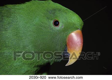 Grand Eclectus Parrot View Large Photo Image Stock Image - Grand Eclectus Parrot. Fotosearch