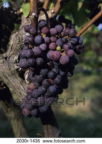 Grapes View Large Photo Image Stock Photography - Grapes. Fotosearch