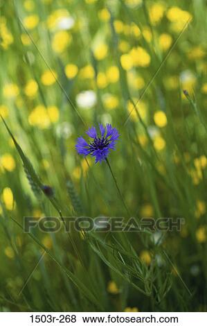Stock Photo - , grass, blur, flower, nature, sunny. Fotosearch