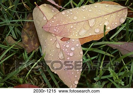 grass, leaves, autumn, dew, nature, droplets View Large Photo Image Stock Photography - grass, leaves, autumn, dew, nature, droplets. Fotosearch