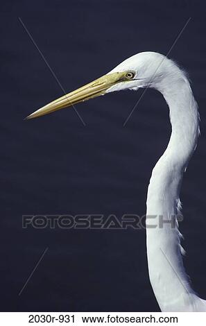 Great White Egret View Large Photo Image Stock Image - Great White Egret. Fotosearch