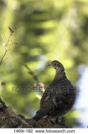 Stock Image - Grouse. Fotosearch