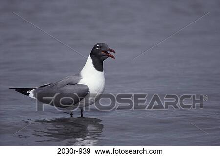 Stock Photo - Gull. Fotosearch
