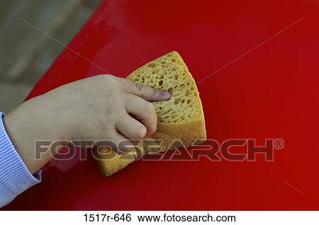 hand, cleaning, body parts, wiping, clean, sponge View Large Photo Image Stock Photograph - hand, cleaning, body parts, wiping, clean, sponge. Fotosearch