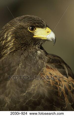 Harris Hawk View Large Photo Image Picture - Harris Hawk. Fotosearch