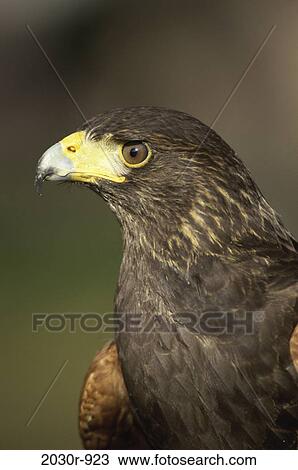Harris Hawk View Large Photo Image Stock Image - Harris Hawk. Fotosearch