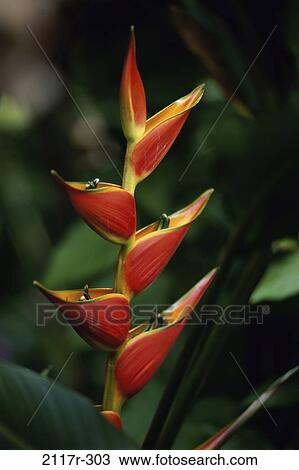 Heliconia View Large Photo Image Stock Image - Heliconia. Fotosearch