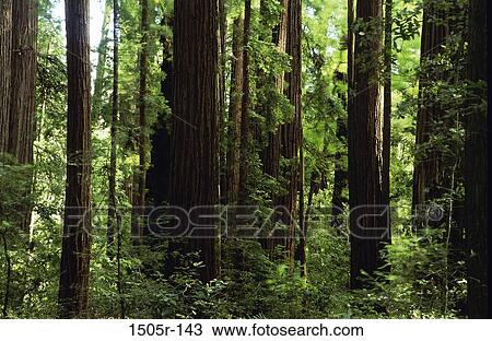 Henry Cowell Redwoods State Park, California, USA View Large Photo Image Stock Image - Henry Cowell Redwoods State Park, California, USA. Fotosearch