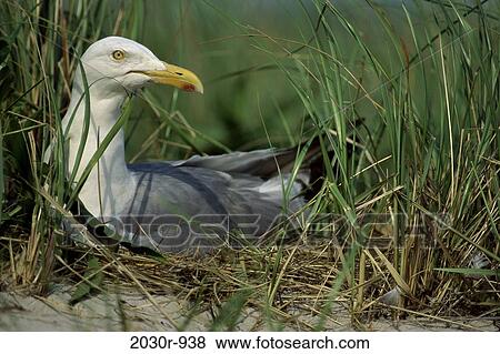 Stock Photo - Herring Gull. Fotosearch