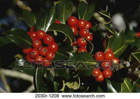 Holly View Large Photo Image Stock Photo - Holly. Fotosearch
