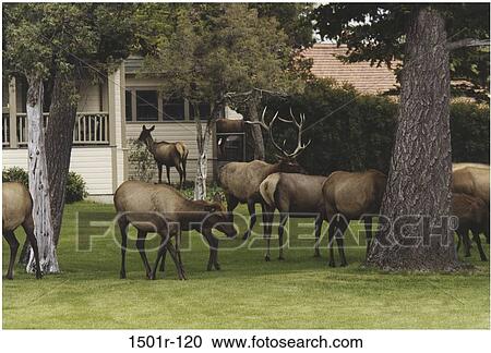 home, elk, animals, herd, house, yard View Large Photo Image Stock Image - home, elk, animals, herd, house, yard. Fotosearch