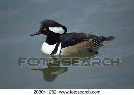 Hooded Merganser View Large Photo Image Stock Image - Hooded Merganser. Fotosearch