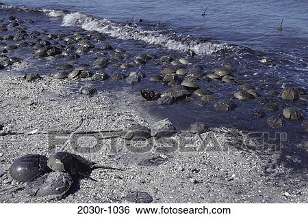 Horseshoe Crabs View Large Photo Image Stock Photograph - Horseshoe Crabs. Fotosearch