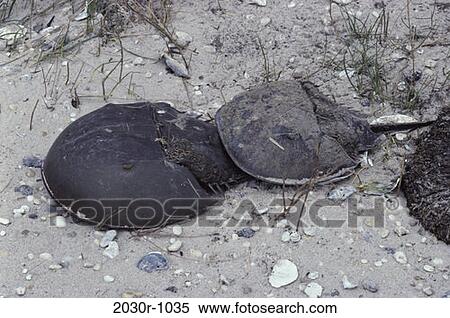 Horseshoe Crabs View Large Photo Image Stock Photography - Horseshoe Crabs. Fotosearch