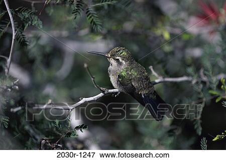 Hummingbird View Large Photo Image Stock Photo - Hummingbird. Fotosearch