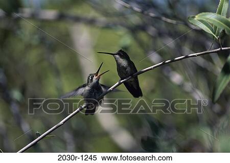 Hummingbirds View Large Photo Image Stock Photography - Hummingbirds. Fotosearch