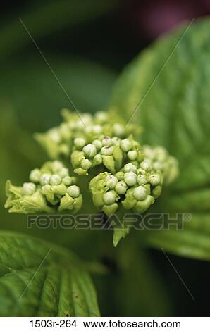 Hydrangea View Large Photo Image Picture - Hydrangea. Fotosearch