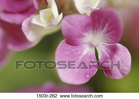 Hydrangea View Large Photo Image Stock Image - Hydrangea. Fotosearch