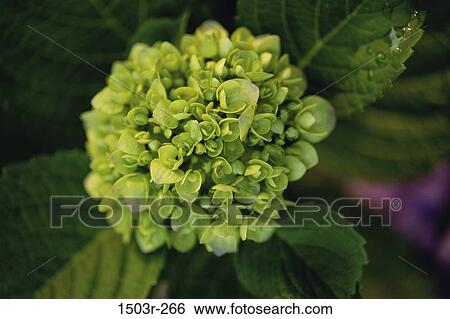 Hydrangea View Large Photo Image Stock Photograph - Hydrangea. Fotosearch