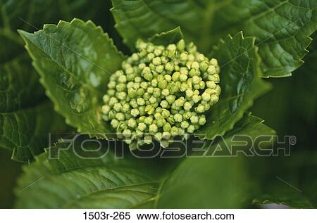 Hydrangea View Large Photo Image Stock Photography - Hydrangea. Fotosearch