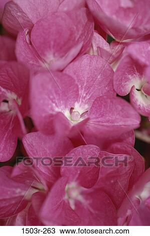 Hydrangeas View Large Photo Image Stock Image - Hydrangeas. Fotosearch