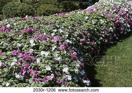 Stock Photograph - Impatiens. Fotosearch