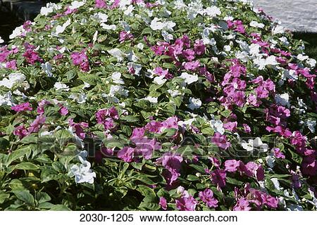 Stock Photography - Impatiens. Fotosearch
