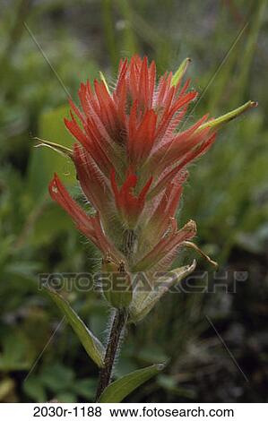 Indian Paintbrush View Large Photo Image Stock Photo - Indian Paintbrush. Fotosearch