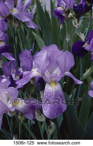 Iris View Large Photo Image Stock Photography - Iris. Fotosearch