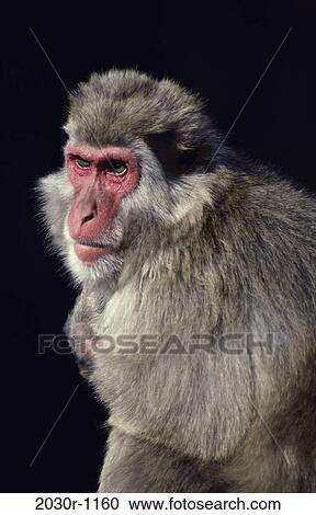 Japanese Snow Monkey View Large Photo Image Stock Image - Japanese Snow Monkey. Fotosearch