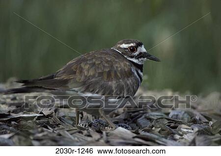 Killdeer View Large Photo Image Stock Photograph - Killdeer. Fotosearch