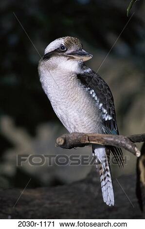 Kookaburra View Large Photo Image Stock Image - Kookaburra. Fotosearch
