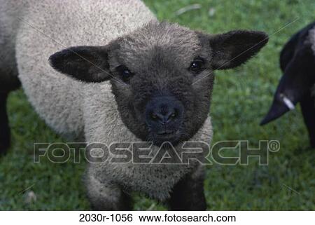Lamb View Large Photo Image Stock Photograph - Lamb. Fotosearch